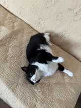 THOMAS, Katze, Hauskatze in Rumänien - Bild 4