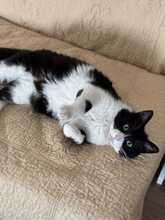 THOMAS, Katze, Hauskatze in Rumänien - Bild 5
