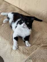 THOMAS, Katze, Hauskatze in Rumänien - Bild 6