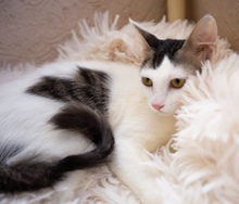 THEA, Katze, Europäisch Kurzhaar in Zypern - Bild 1