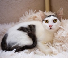 THEA, Katze, Europäisch Kurzhaar in Zypern - Bild 2