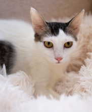 THEA, Katze, Europäisch Kurzhaar in Zypern - Bild 3