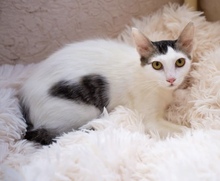 THEA, Katze, Europäisch Kurzhaar in Zypern - Bild 4