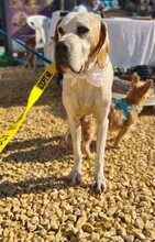 LIZZY, Hund, Pointer in Spanien - Bild 1