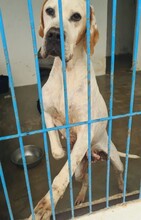 LIZZY, Hund, Pointer in Spanien - Bild 2