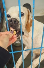 LIZZY, Hund, Pointer in Spanien - Bild 3