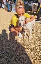 LIZZY, Hund, Pointer in Spanien - Bild 4