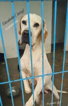 LIZZY, Hund, Pointer in Spanien - Bild 5