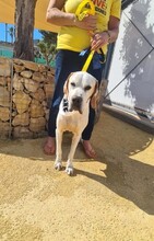 LIZZY, Hund, Pointer in Spanien - Bild 6