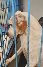 LIZZY, Hund, Pointer in Spanien - Bild 7