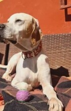 LIZZY, Hund, Pointer in Spanien - Bild 8