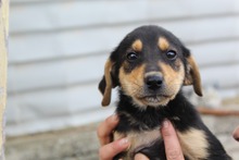 SAMMY, Hund, Mischlingshund in Griechenland - Bild 1