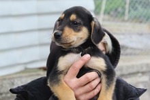 SAMMY, Hund, Mischlingshund in Griechenland - Bild 2