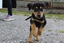 SAMMY, Hund, Mischlingshund in Griechenland - Bild 3