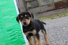 SAMMY, Hund, Mischlingshund in Griechenland - Bild 4