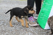 SAMMY, Hund, Mischlingshund in Griechenland - Bild 5