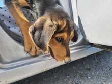 SAMMY, Hund, Mischlingshund in Griechenland - Bild 6