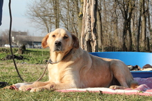 ROY, Hund, Mischlingshund in Hagen - Bild 1