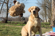 ROY, Hund, Mischlingshund in Hagen - Bild 2
