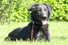 MISINA, Hund, Mischlingshund in Hagen - Bild 1