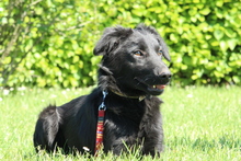 MISINA, Hund, Mischlingshund in Hagen - Bild 2