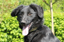 MISINA, Hund, Mischlingshund in Hagen - Bild 3