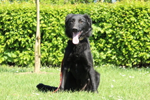 MISINA, Hund, Mischlingshund in Hagen - Bild 4