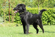 MISINA, Hund, Mischlingshund in Hagen - Bild 5