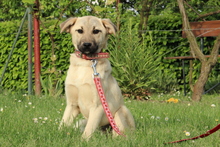 DEJA, Hund, Mischlingshund in Hagen - Bild 1