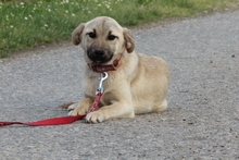 DEJA, Hund, Mischlingshund in Hagen - Bild 2