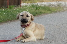 DEJA, Hund, Mischlingshund in Hagen - Bild 3