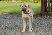 DEJA, Hund, Mischlingshund in Hagen - Bild 4