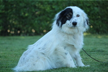 GINO, Hund, Mischlingshund in Hagen - Bild 1