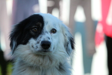 GINO, Hund, Mischlingshund in Hagen - Bild 2