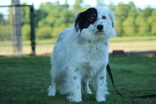GINO, Hund, Mischlingshund in Hagen - Bild 3