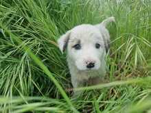 KAJ, Hund, Mischlingshund in Griechenland - Bild 2