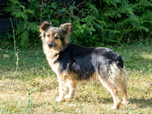 VIVI, Hund, Deutscher Schäferhund-Mix in Hamburg