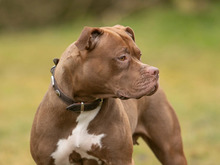 JOY, Hund, American Pit Bull Terrier-Mix in Hamburg - Bild 1