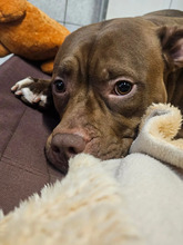 JOY, Hund, American Pit Bull Terrier-Mix in Hamburg - Bild 2