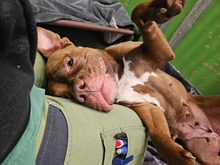 JOY, Hund, American Pit Bull Terrier-Mix in Hamburg - Bild 3