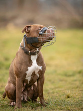 JOY, Hund, American Pit Bull Terrier-Mix in Hamburg - Bild 5