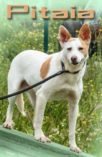PITAIA, Hund, Mischlingshund in Portugal - Bild 1