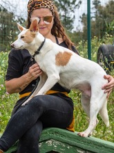 PITAIA, Hund, Mischlingshund in Portugal - Bild 2