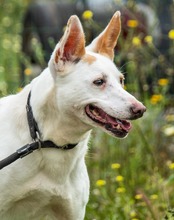 PITAIA, Hund, Mischlingshund in Portugal - Bild 3