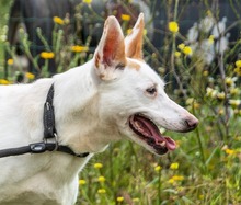 PITAIA, Hund, Mischlingshund in Portugal - Bild 5