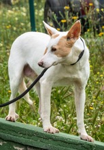 PITAIA, Hund, Mischlingshund in Portugal - Bild 6