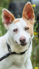 PITAIA, Hund, Mischlingshund in Portugal - Bild 7