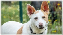 PITAIA, Hund, Mischlingshund in Portugal - Bild 8