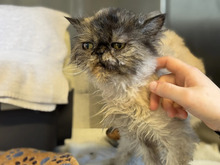 GROTTI, Katze, Perserkatze in Hamburg - Bild 1