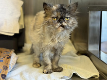 GROTTI, Katze, Perserkatze in Hamburg - Bild 2